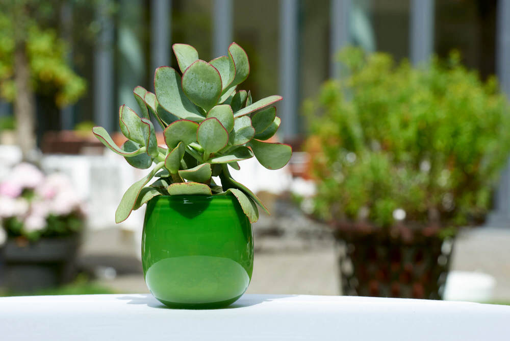 Nachhaltigkeit im Hotel Das Triest